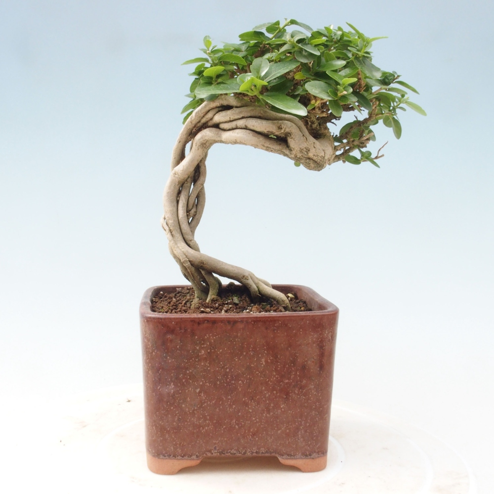 Indoor bonsai - Premna serratifolia - Kozlovon small-leaved