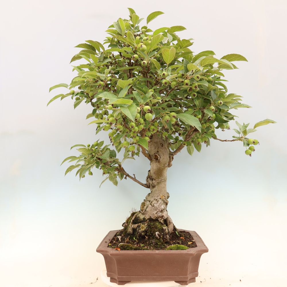 Outdoor bonsai - Malus halliana - Small-fruited apple tree