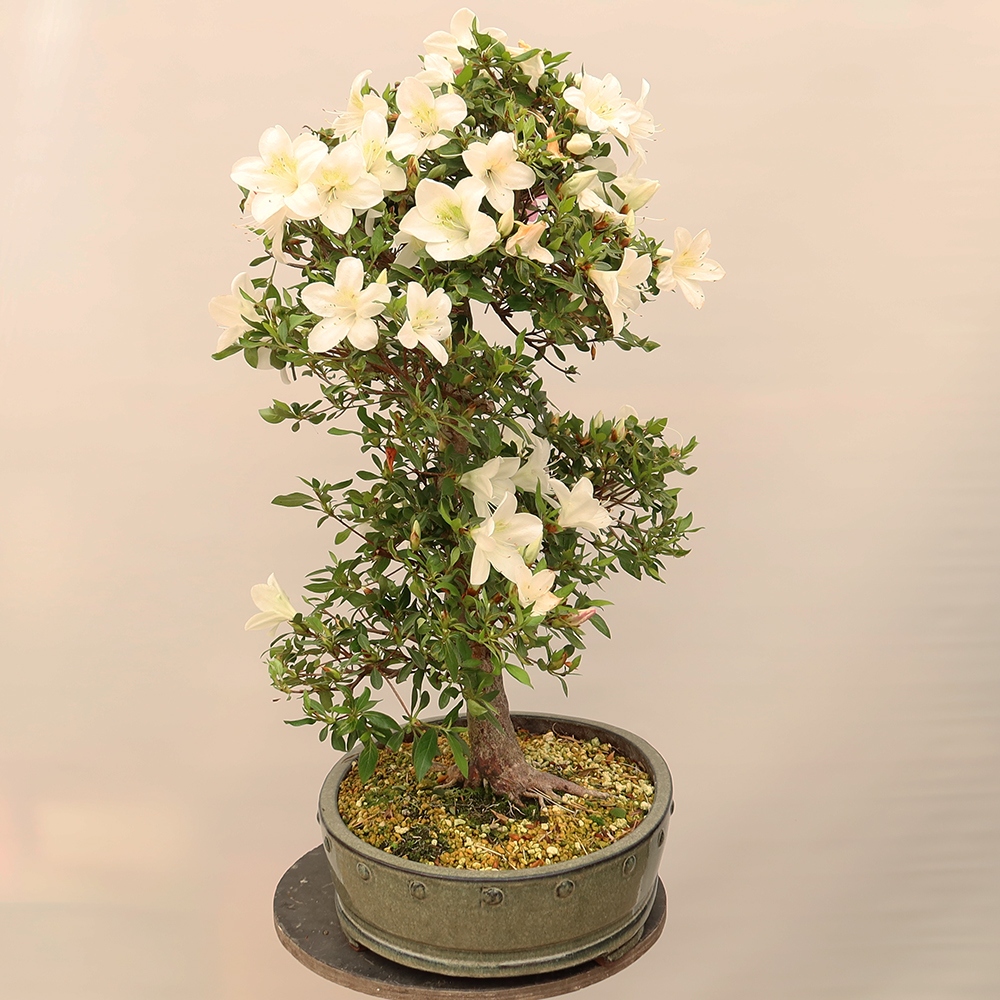 Outdoor bonsai - Japanese Azalea - Azalea Hand