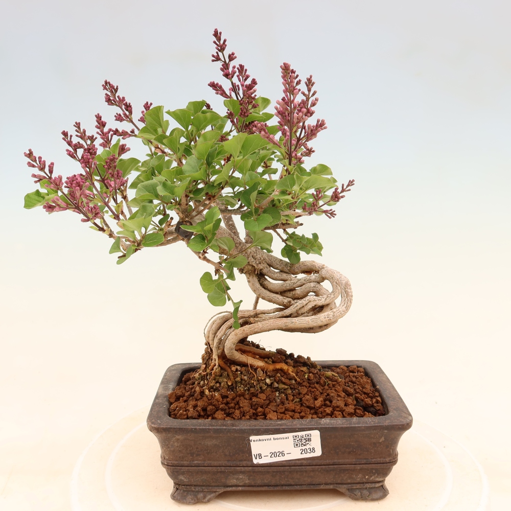 Outdoor bonsai - Syringa microphylla - small-flowered lilac