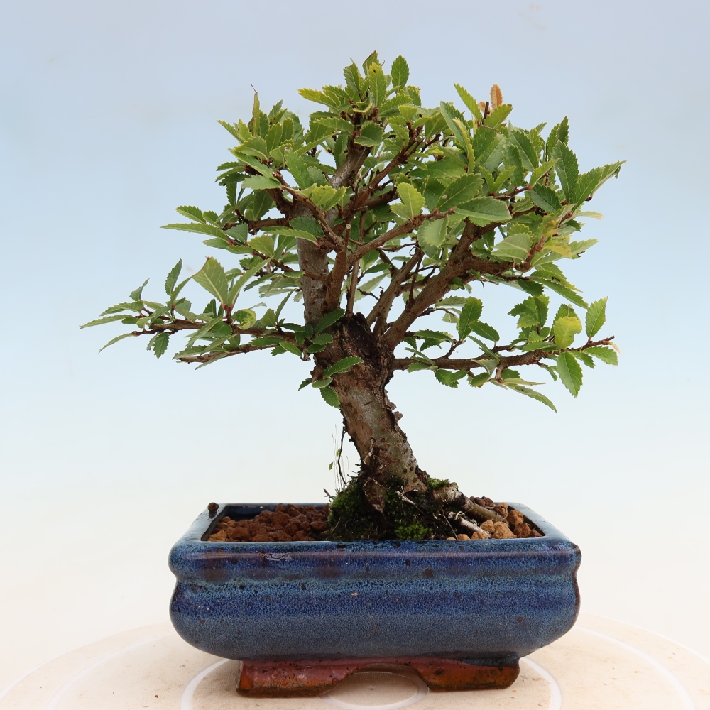 Outdoor bonsai - Zelkova - Zelkova NIRE