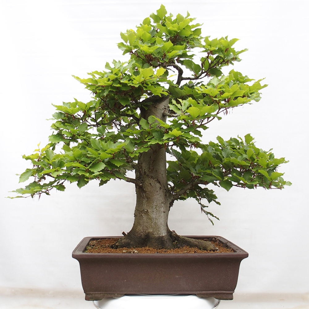Outdoor bonsai - Fagus sylvatica - Beech