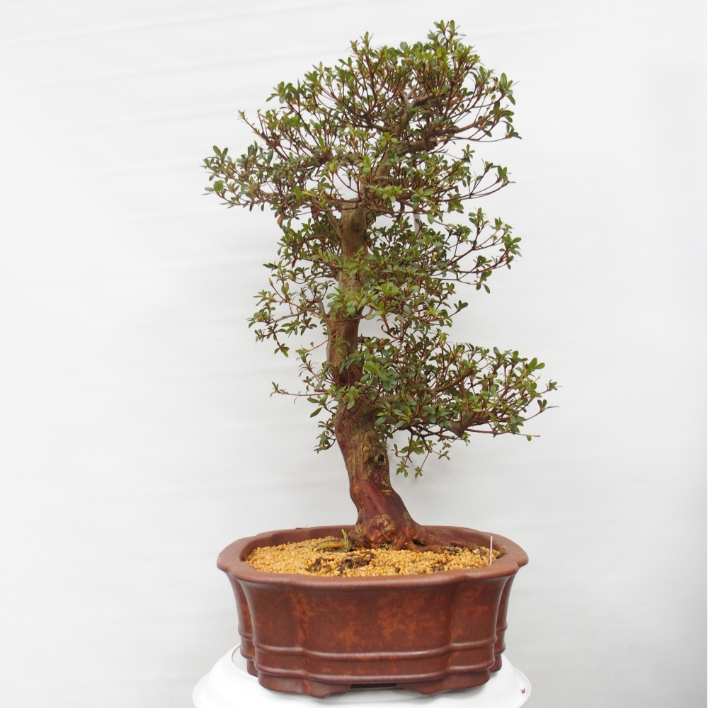 Outdoor bonsai - Japanese Azalea - Azalea Shunen