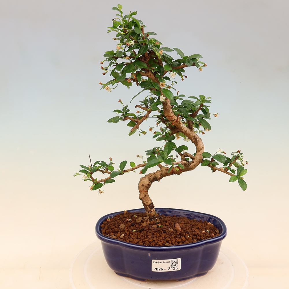 Room bonsai - Carmona macrophylla - Tea fuki