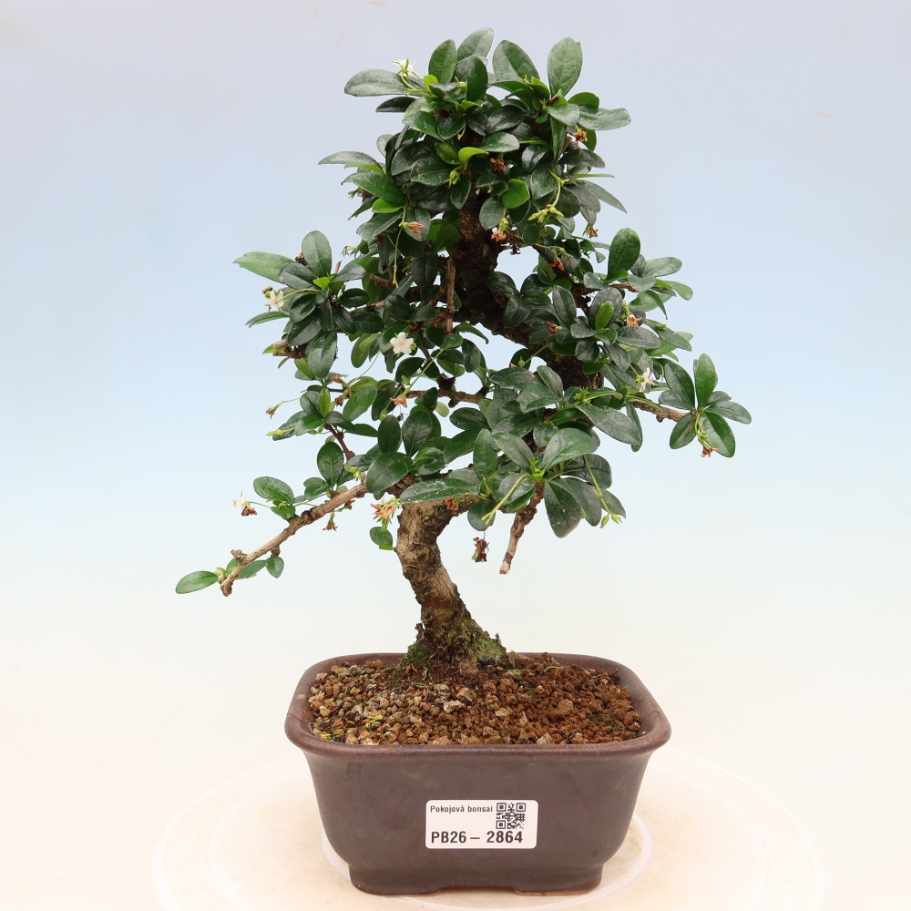 Room bonsai - Carmona macrophylla - Tea fuki