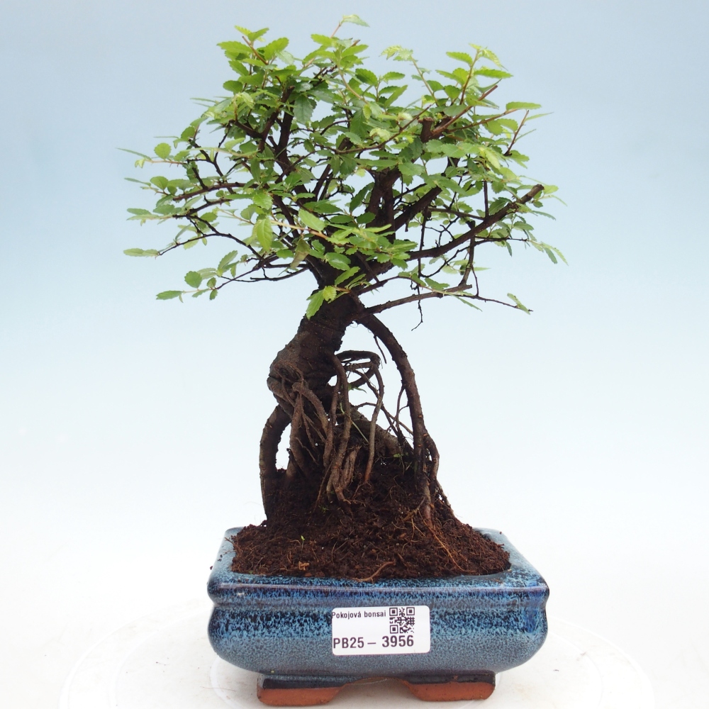 Room bonsai - Ulmus parvifolia - Small-leaved elm