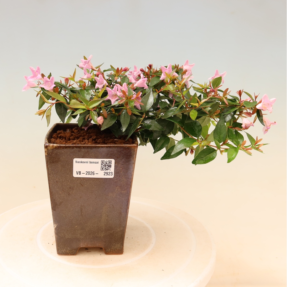 Outdoor Bonsai - Abelia Edward Goucher - Large-flowered Abelia