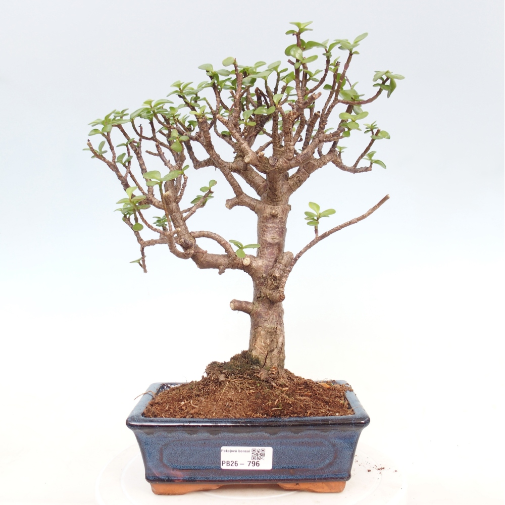 Room bonsai - Portulakaria Afra - Tlustice