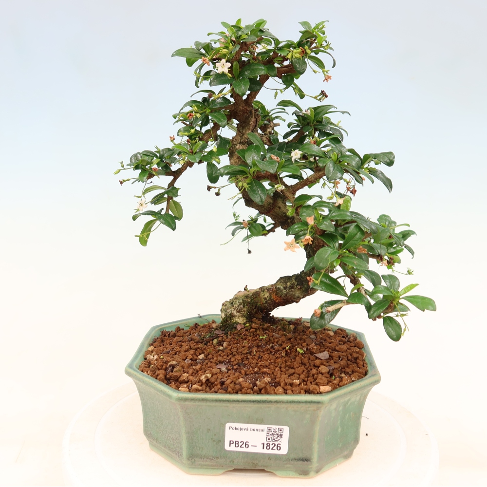 Room bonsai - Carmona macrophylla - Tea fuki