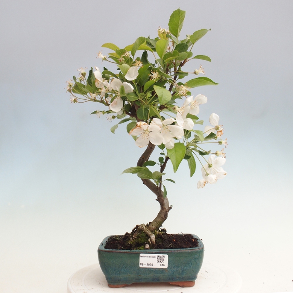 Outdoor bonsai - Malus halliana - Small-fruited apple tree