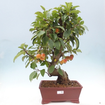 Outdoor bonsai -Malus halliana - Small-fruited apple tree - e-bonsai.com