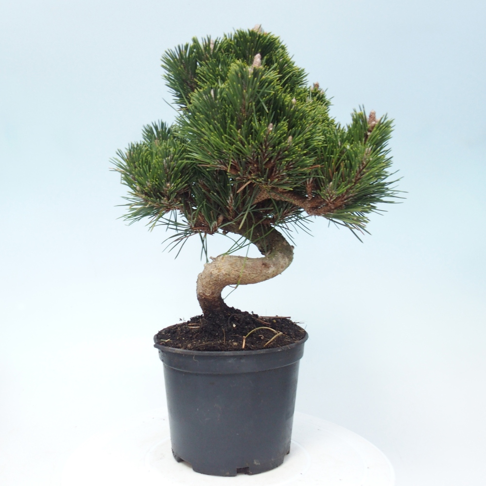 Outdoor bonsai - Pinus thunbergii senjyumaru - Thunberg pine