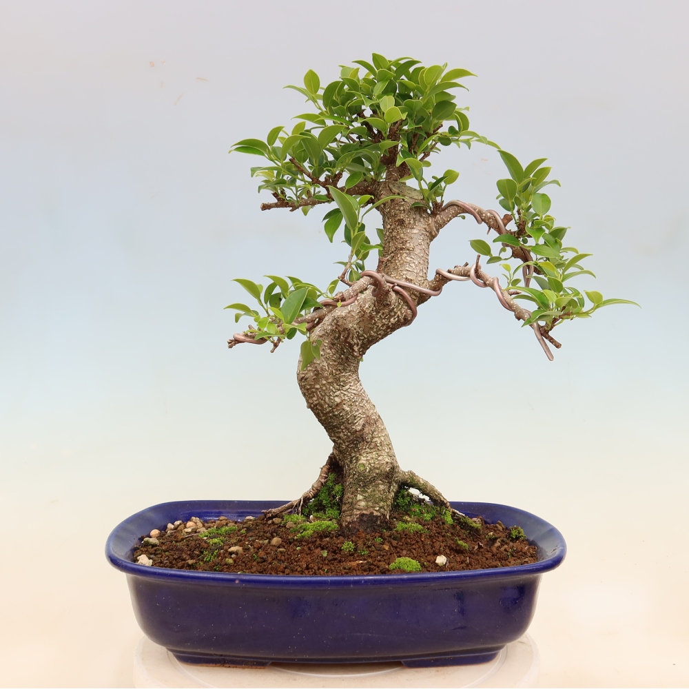 Room bonsai - Ficus kimmen - small-leaved ficus