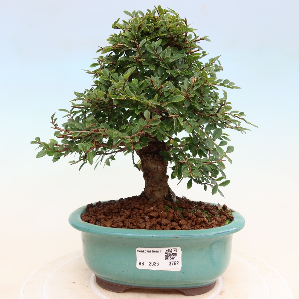 Outdoor bonsai - Zelkova - Zelkova NIRE