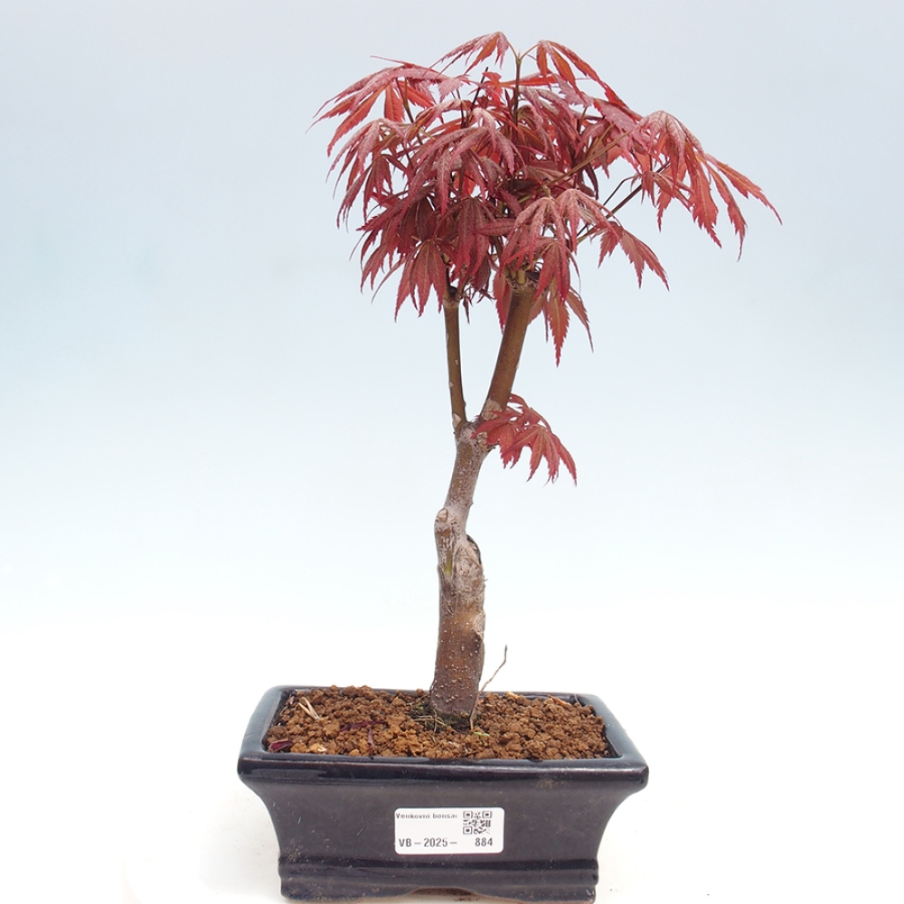Outdoor bonsai - Acer palm. Atropurpureum-Palmleaf Maple