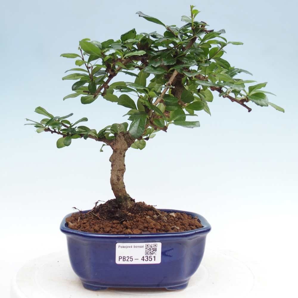 Room bonsai - Carmona macrophylla - Tea fuki