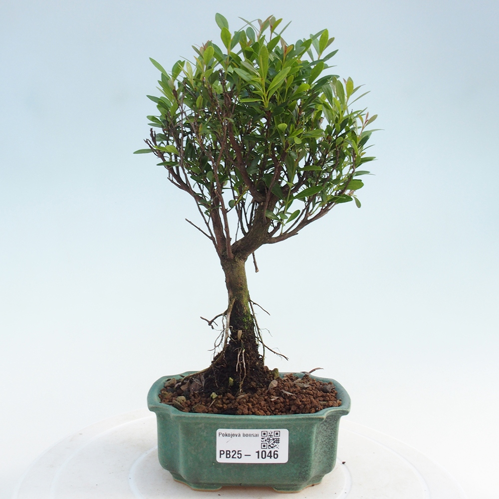Room bonsai - Syzygium - Pimentovník