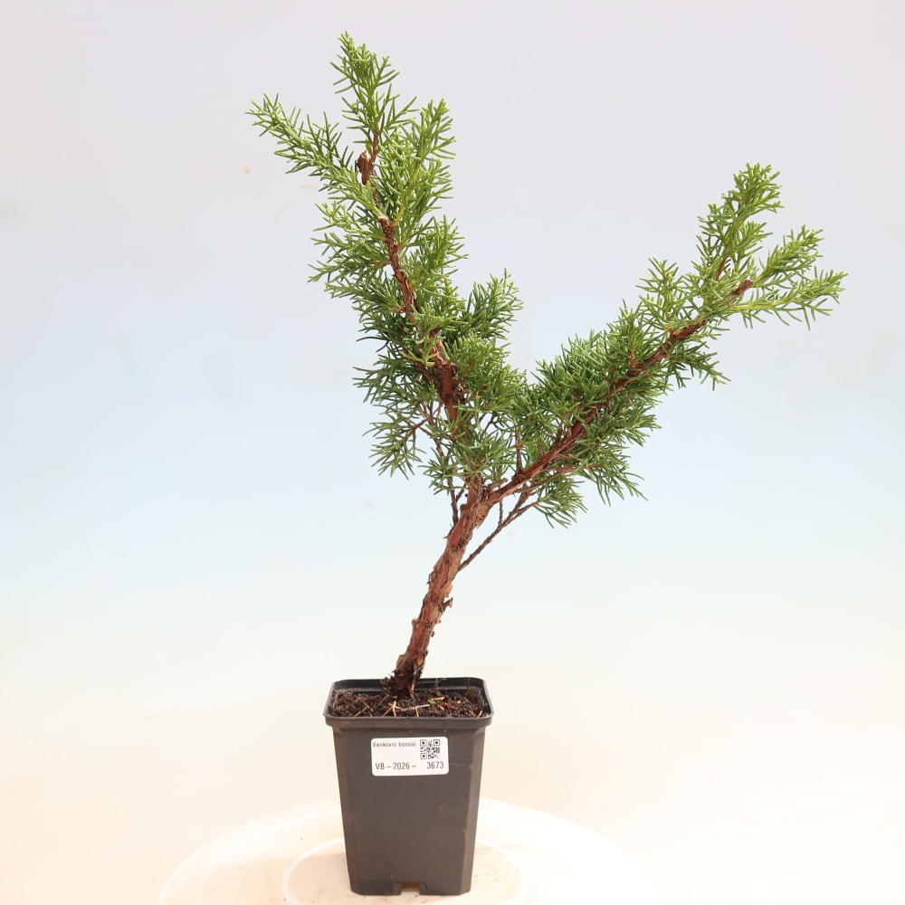 Outdoor bonsai - Juniperus chinensis Kishu