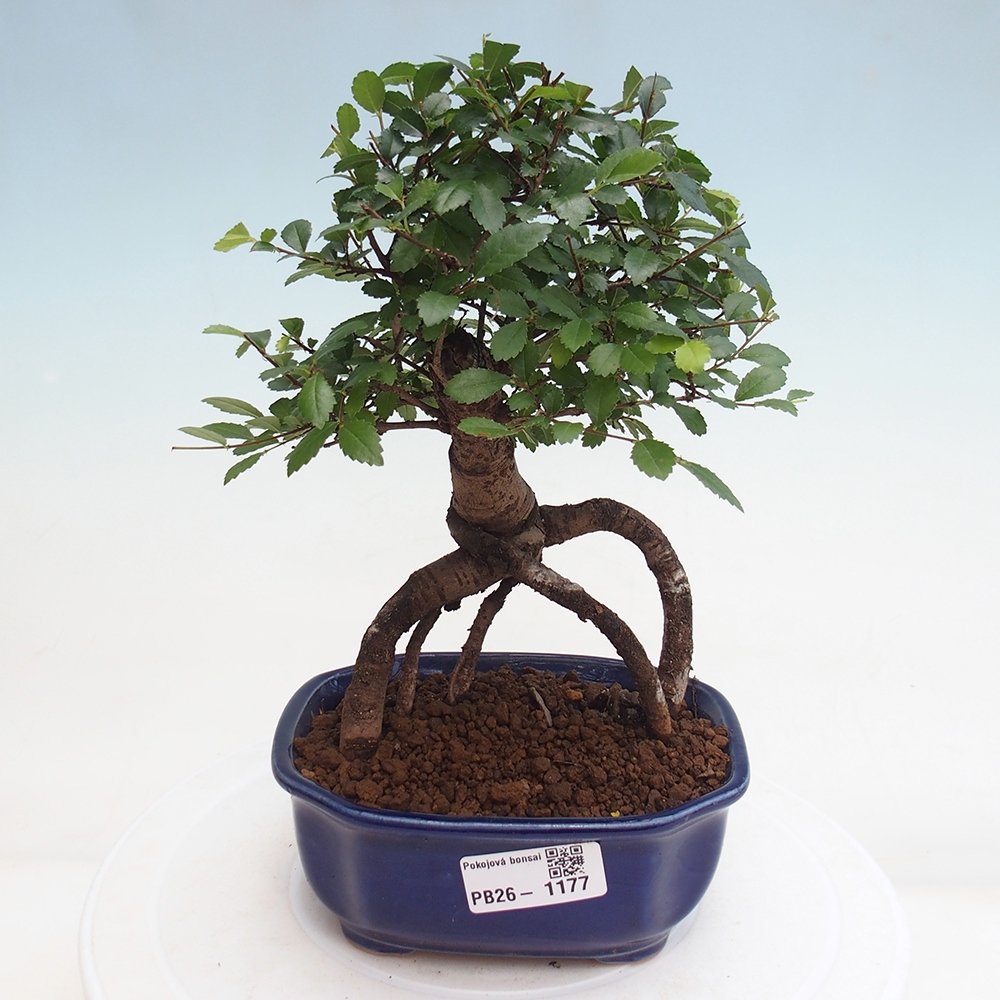 Room bonsai - Ulmus parvifolia - Small-leaved elm