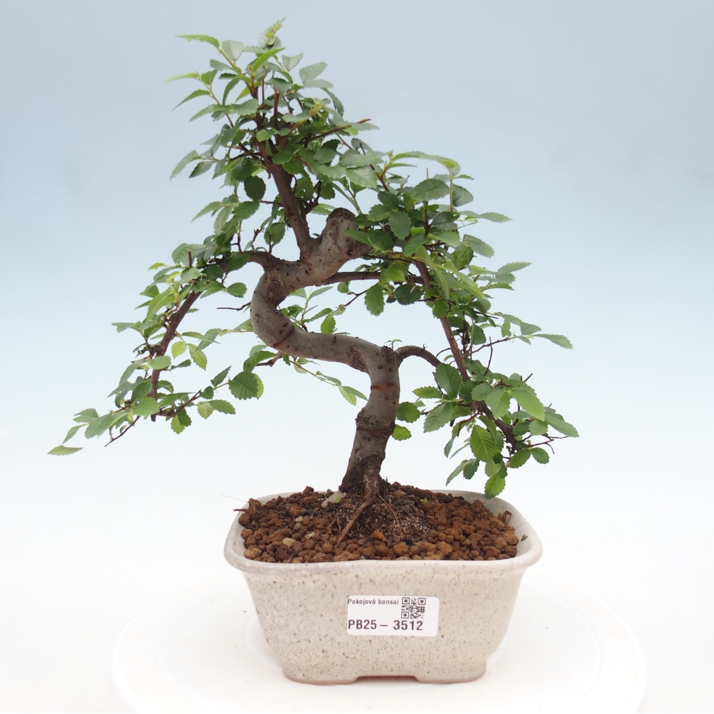 Room bonsai - Ulmus parvifolia - Small-leaved elm