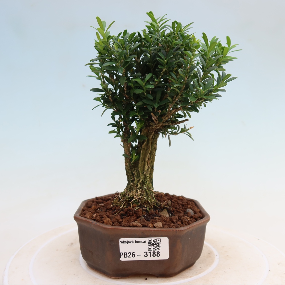 Room bonsai - Buxus harlandii - cork buxus