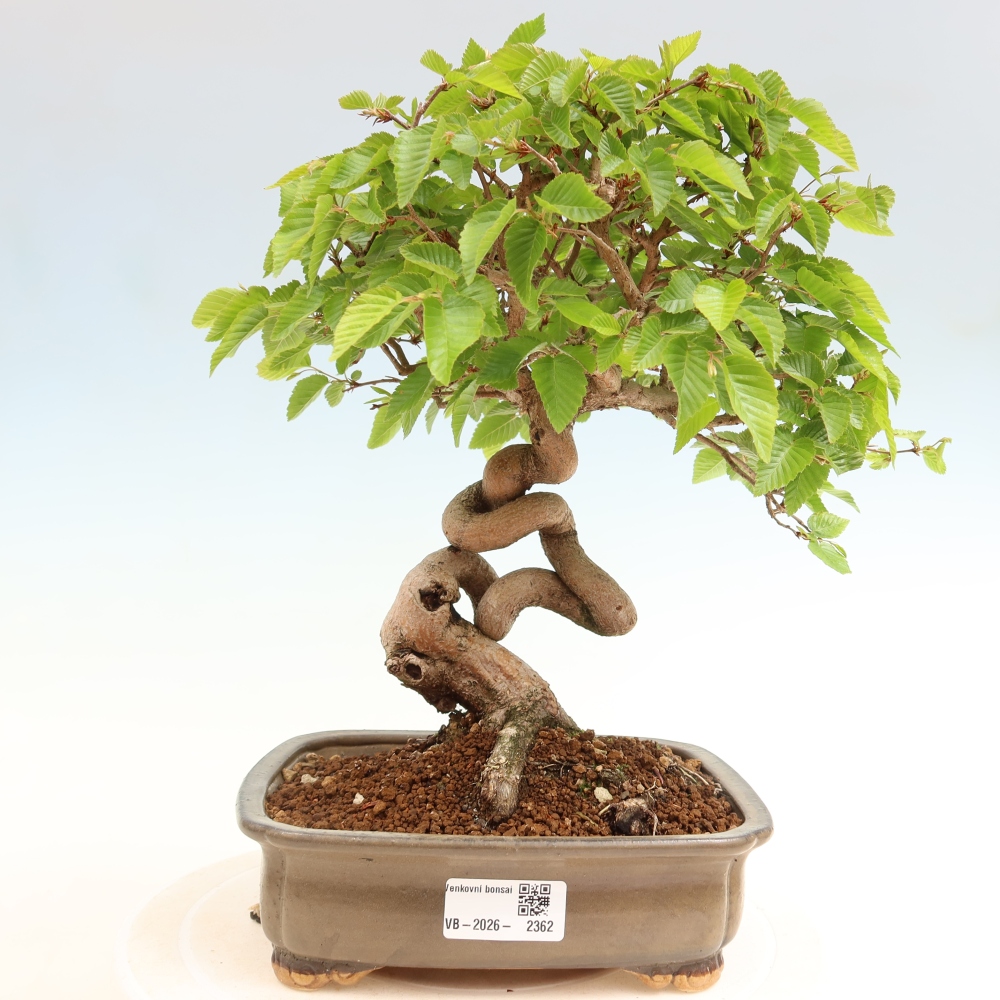 Outdoor bonsai -Carpinus coreana - Korean Hornbeam