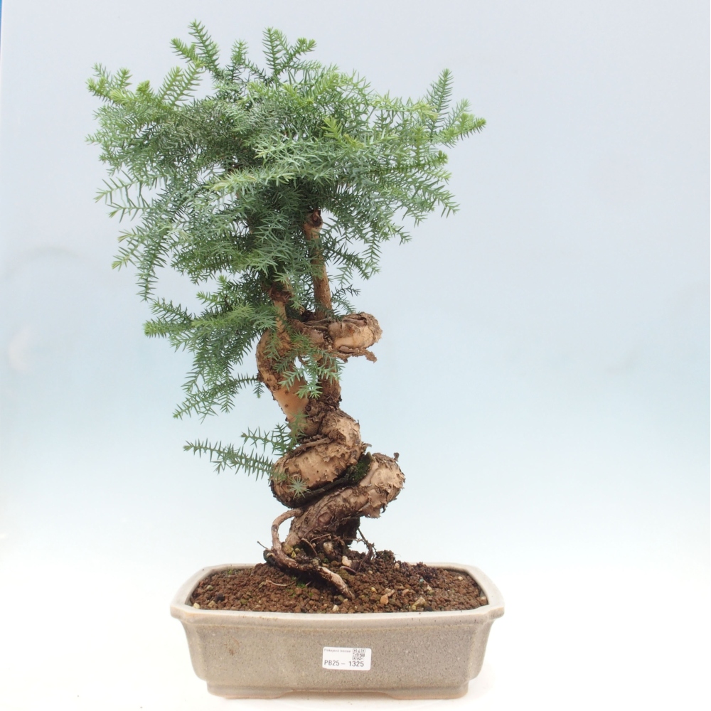 Room bonsai - Araukarie - room spruce