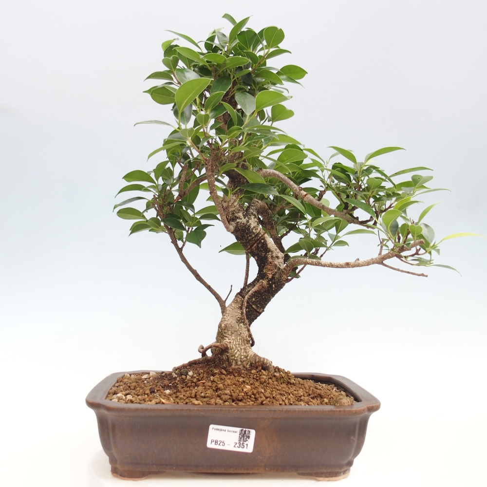 Indoor bonsai - Ficus kimmen - small-leaved ficus