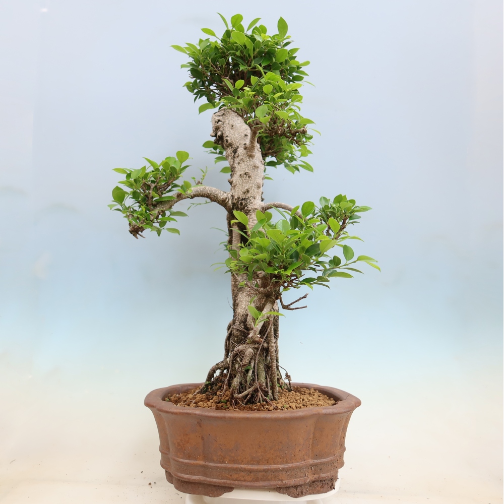 Room bonsai - Ficus kimmen - small-leaved ficus