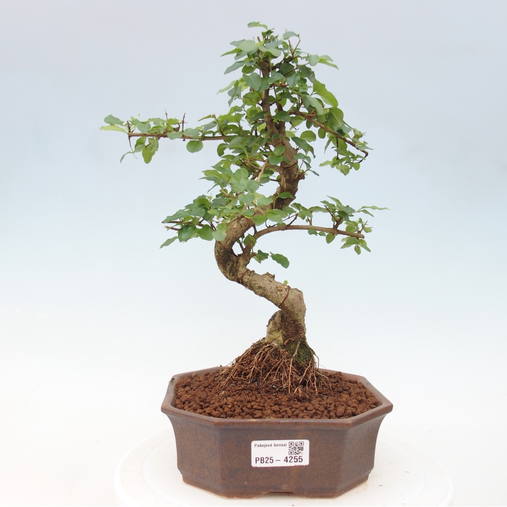 Room bonsai -Ligustrum chinensis - Birds Beak