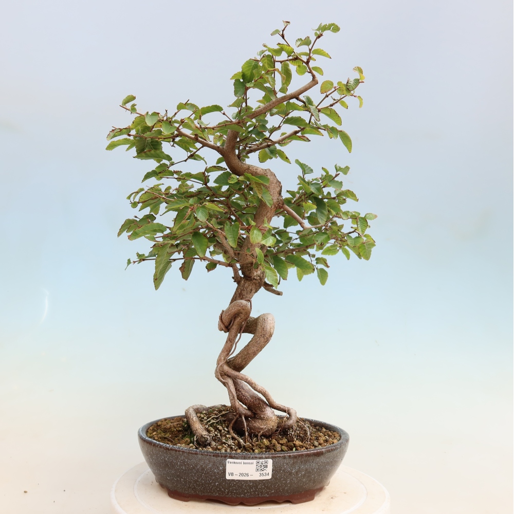 Outdoor bonsai -Carpinus CARPINOIDES - Korean Hornbeam