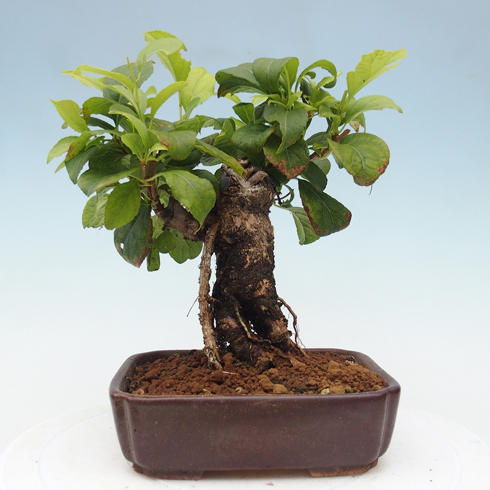 Outdoor bonsai - Celastrus Jesenec