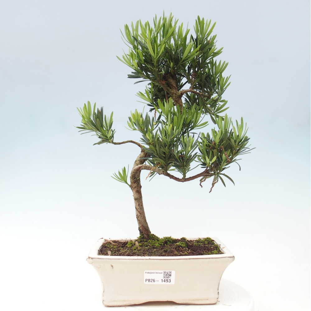 Room bonsai - Podocarpus - Stone Yew