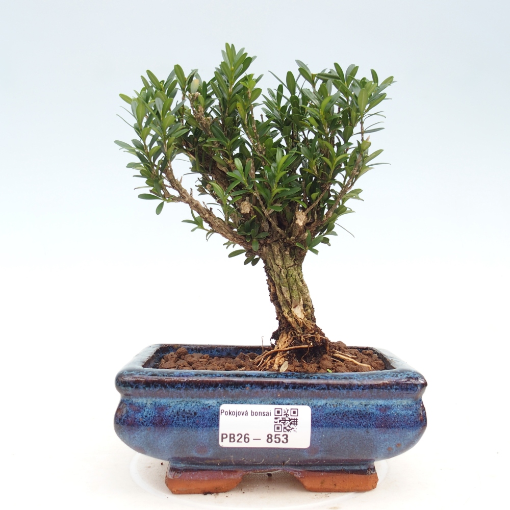 Room bonsai - Buxus harlandii - cork buxus