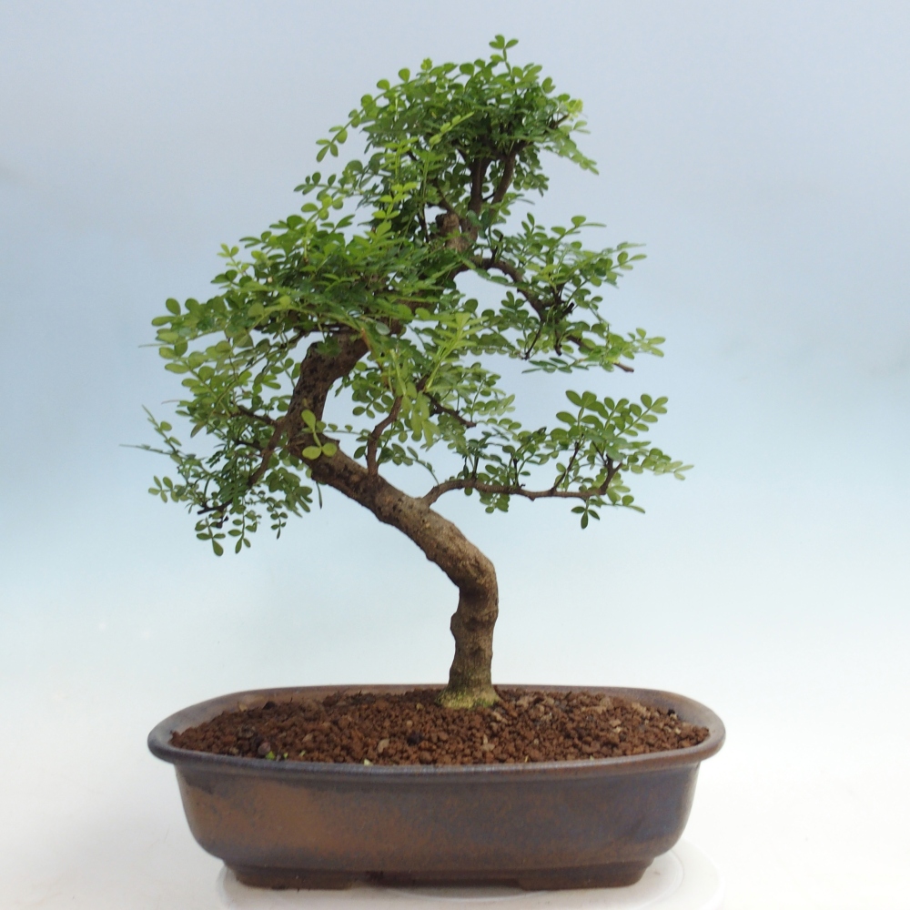Room bonsai - Zantoxylum piperitum - pepper tree