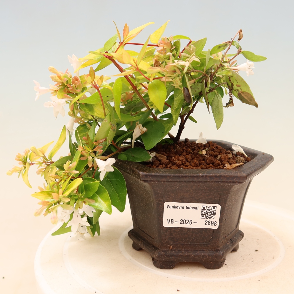 Outdoor Bonsai - Abelia 'Kleidoscope' - Large-flowered Abelia