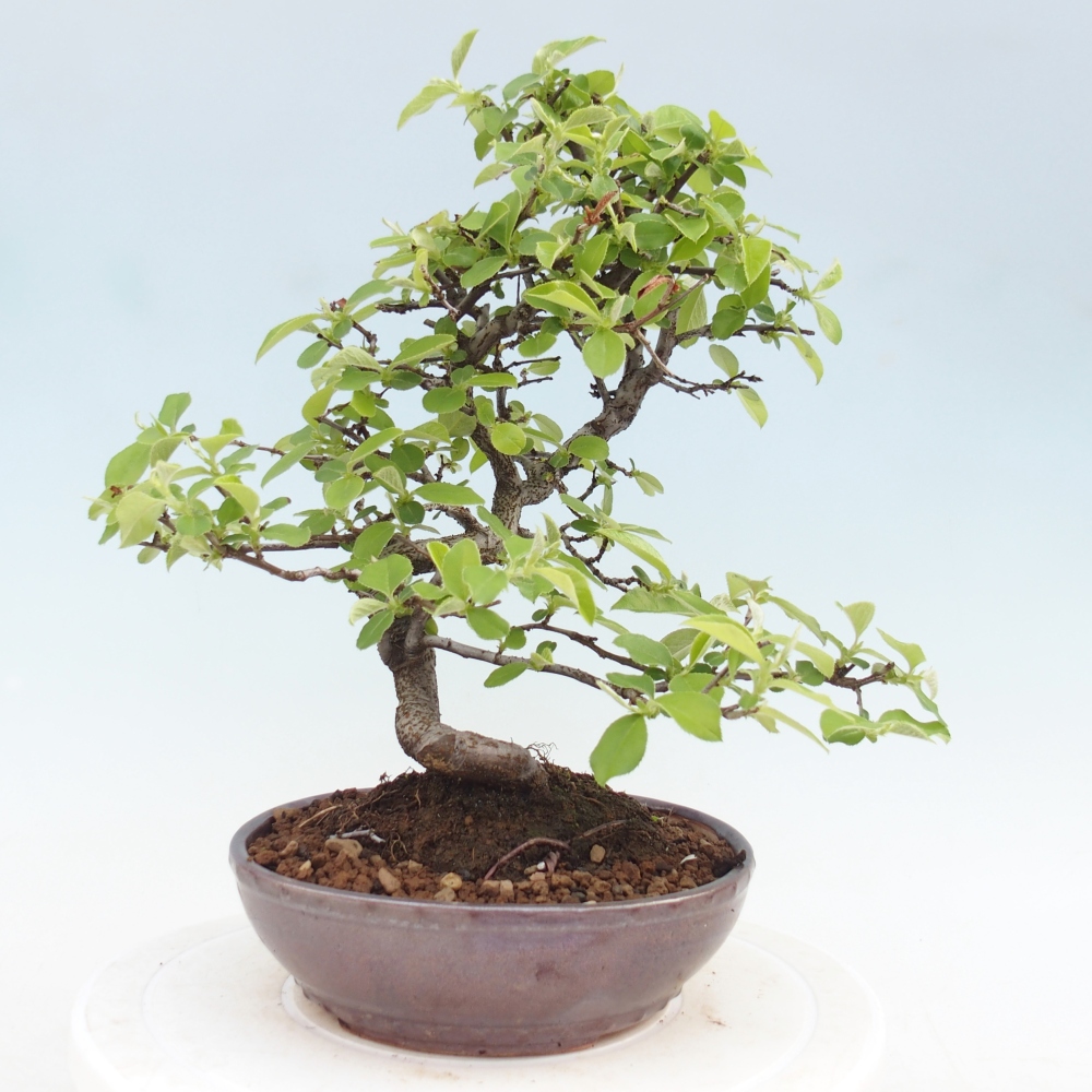 Outdoor bonsai - Chaneomeles chinensis