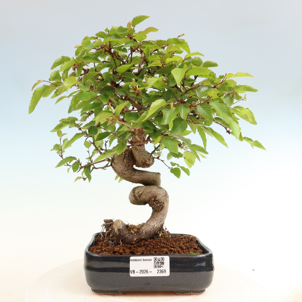Outdoor bonsai -Carpinus coreana - Korean Hornbeam