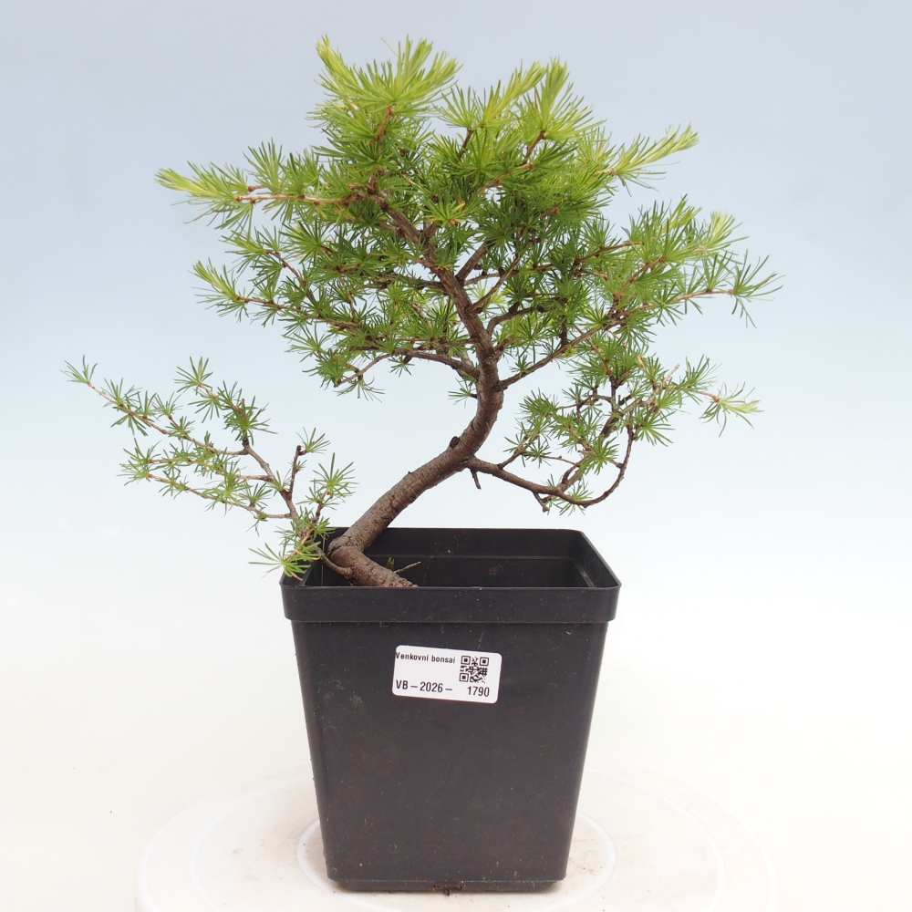 Outdoor bonsai -Larix decidua - Larch