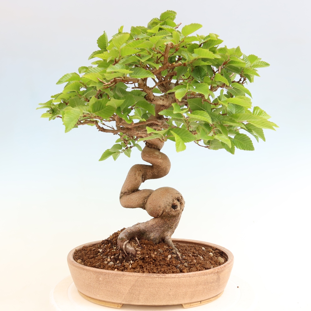 Outdoor bonsai -Carpinus coreana - Korean Hornbeam