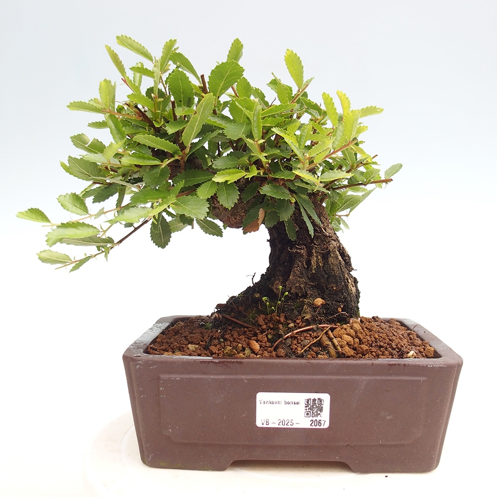 Outdoor bonsai - Zelkova - Zelkova NIRE