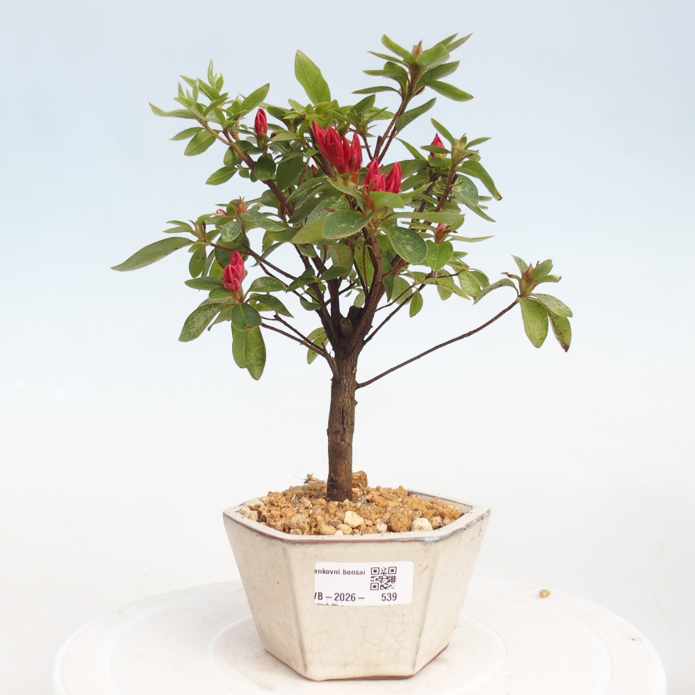 Outdoor bonsai - Japanese azalea - Azalea sp.