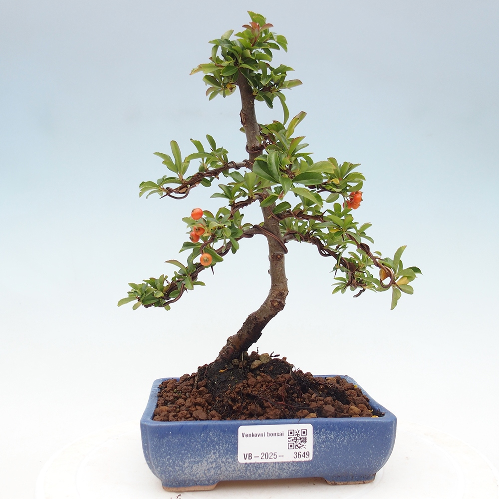 Outdoor bonsai-Pyracantha Teton -Hlox