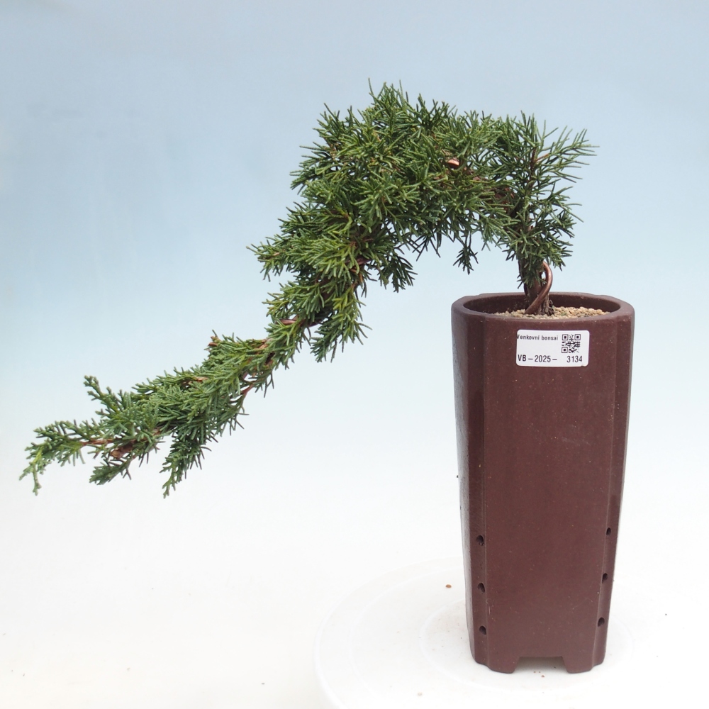 Outdoor bonsai - Juniperus chinensis Kishu - Chinese Juniper