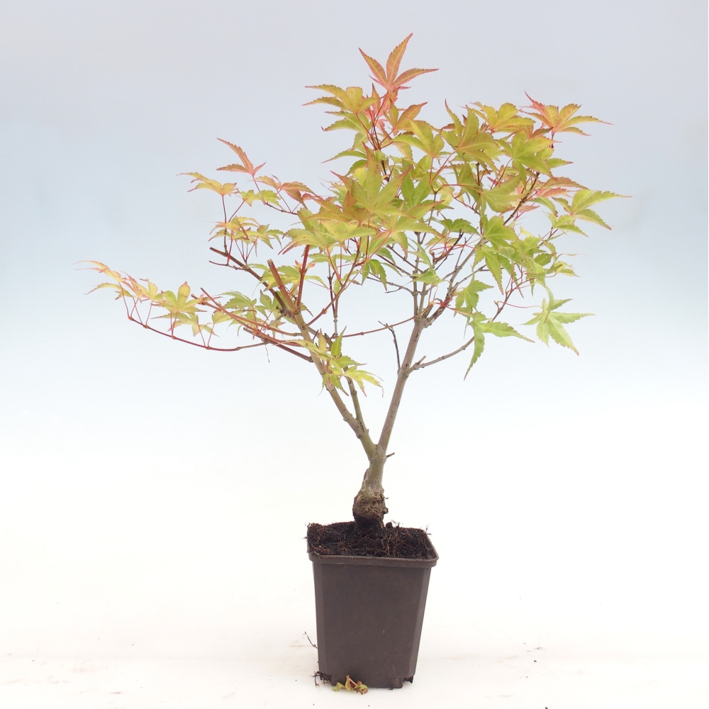 Outdoor bonsai - Acer palmatum Beni Tsukasa in container