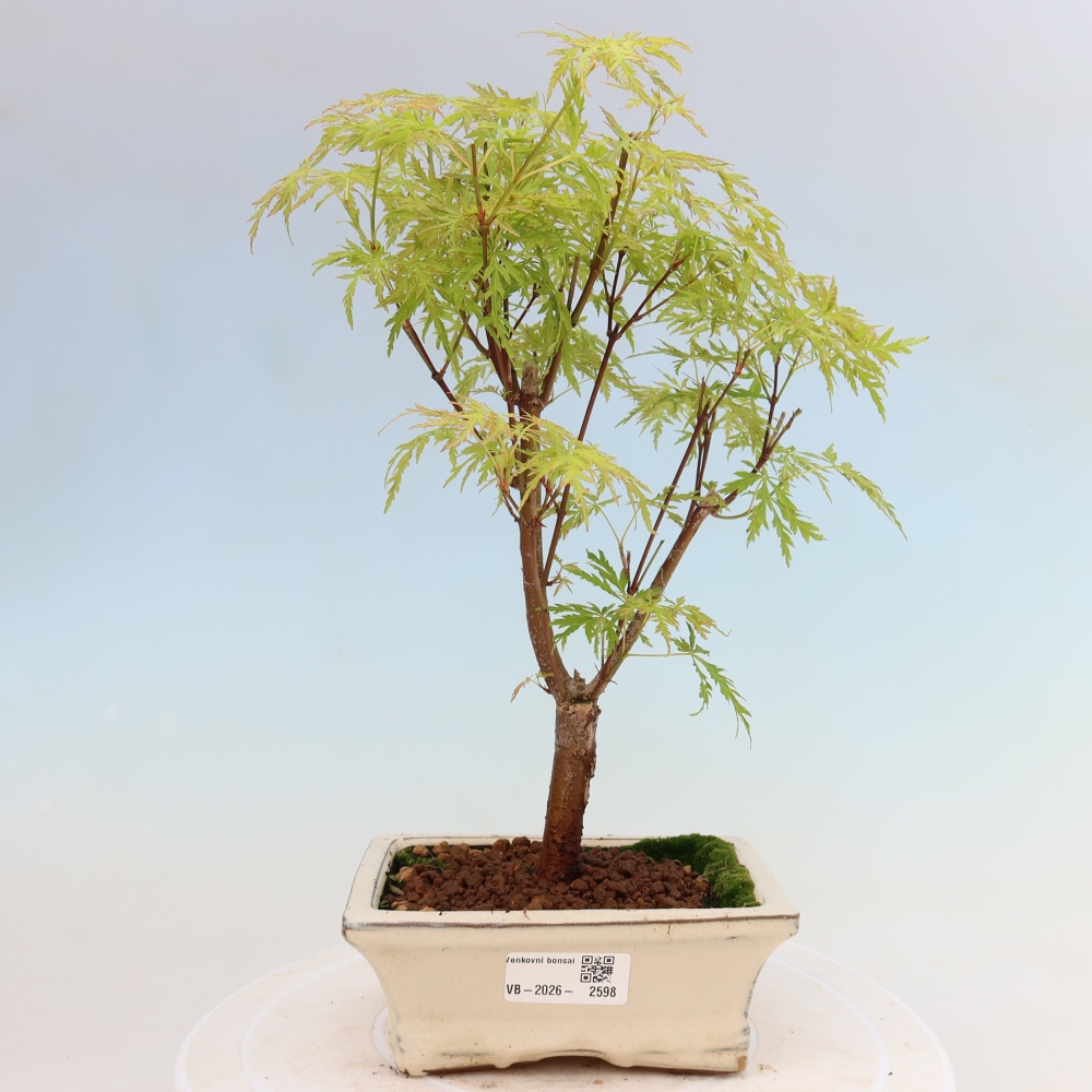 Outdoor Bonsai - Acer palmatum Dissectum - Japanese Maple 