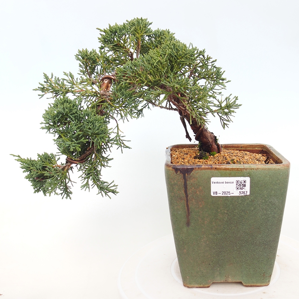Outdoor bonsai - Juniperus chinensis Kishu