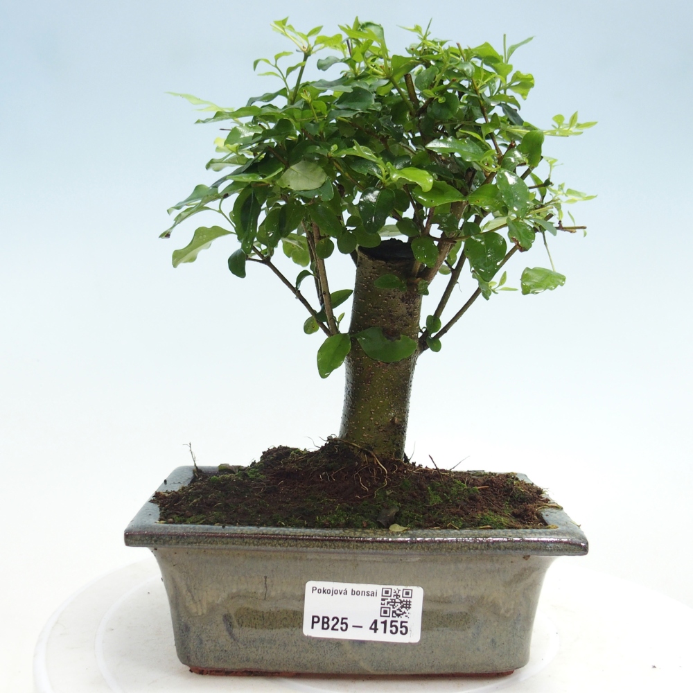 Room bonsai -Ligustrum chinensis - Birds Beak