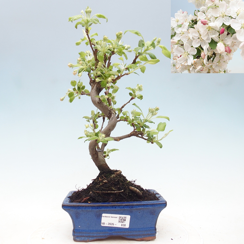 Outdoor bonsai -Malus halliana - Small-fruited apple tree