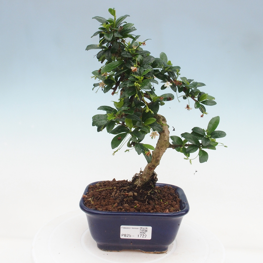 Indoor bonsai - Carmona macrophylla - Fuki tea